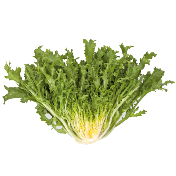 Chicoria frize
